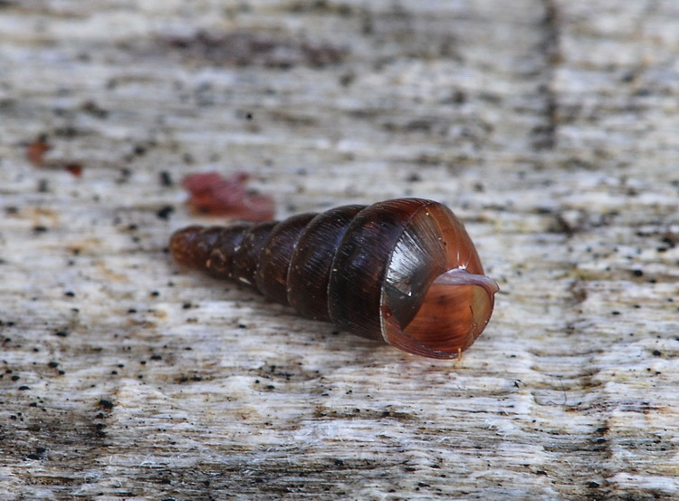 Minuscola chiocciolina